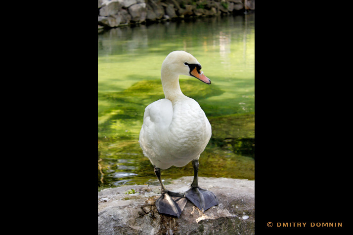 А белый лебедь на пруду…. © фотограф Дмитрий Домнин.