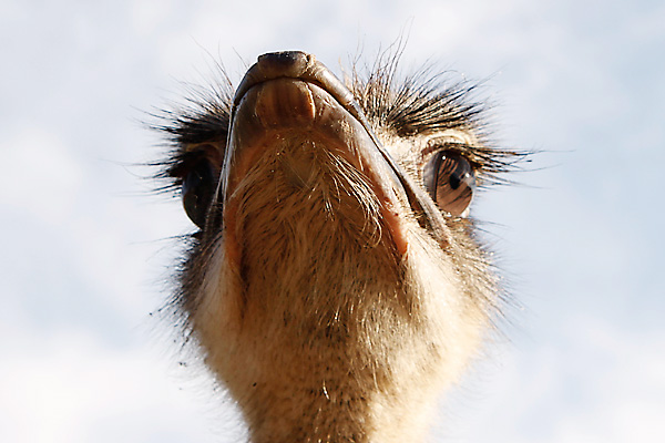 фото: Ostrich. © Фотограф Дмитрий Домнин.